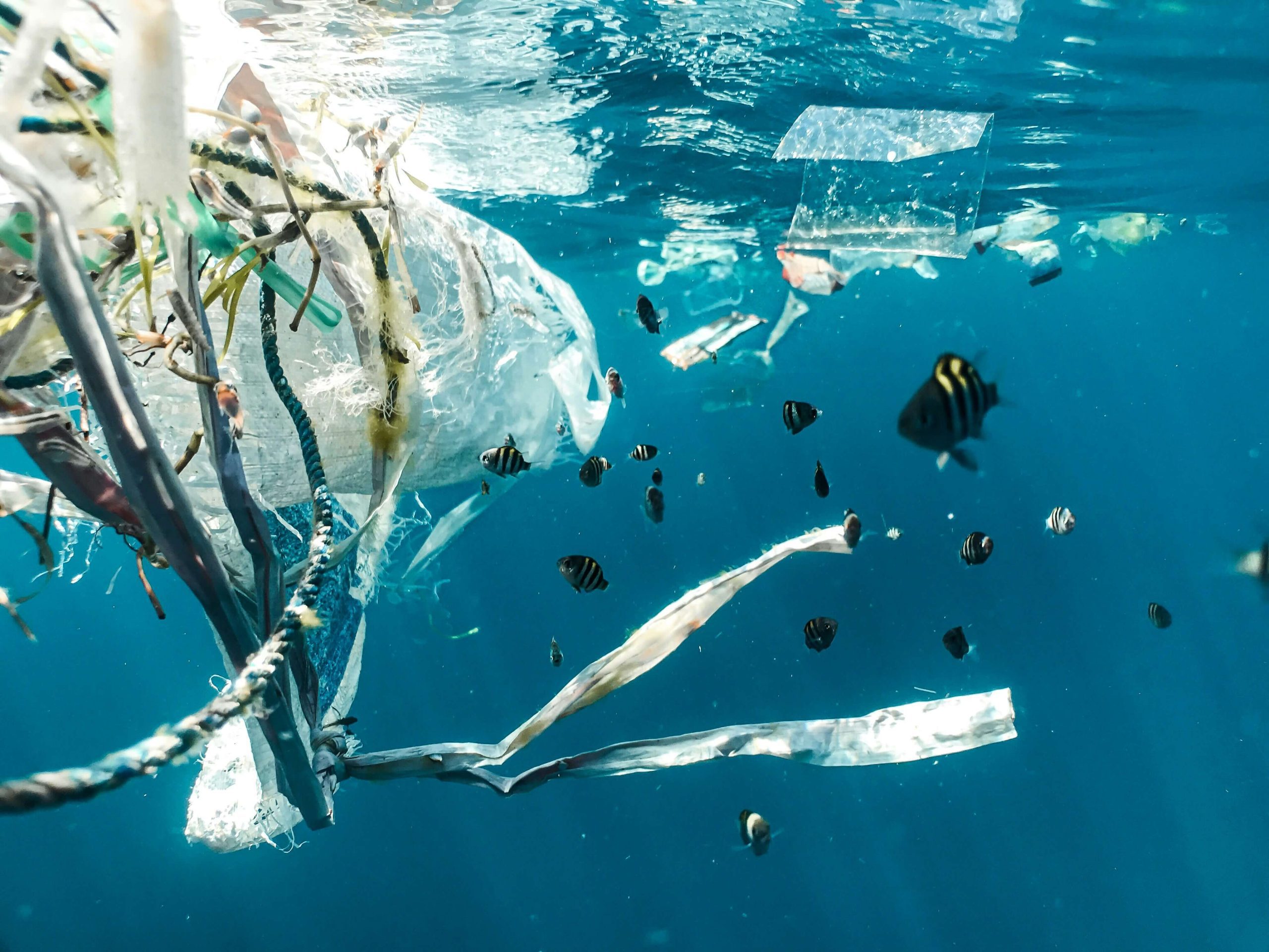 An image of plastic floating in the ocean showcasing the environmental impact of plastic containing phthalates in our oceans