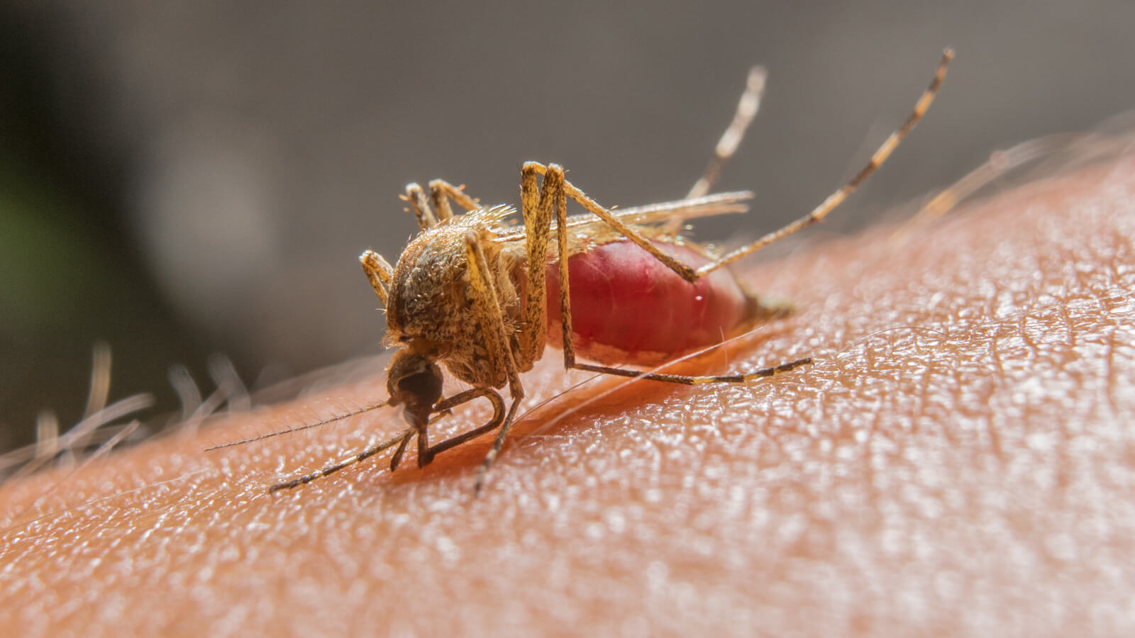 mosquito on skin biting someone's arm close up